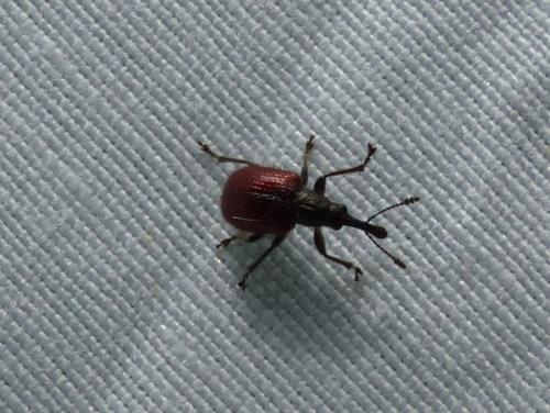 Tatianaerhynchites aequatus